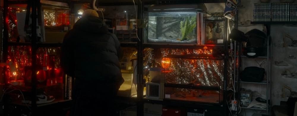 スパイダー／増殖の画像