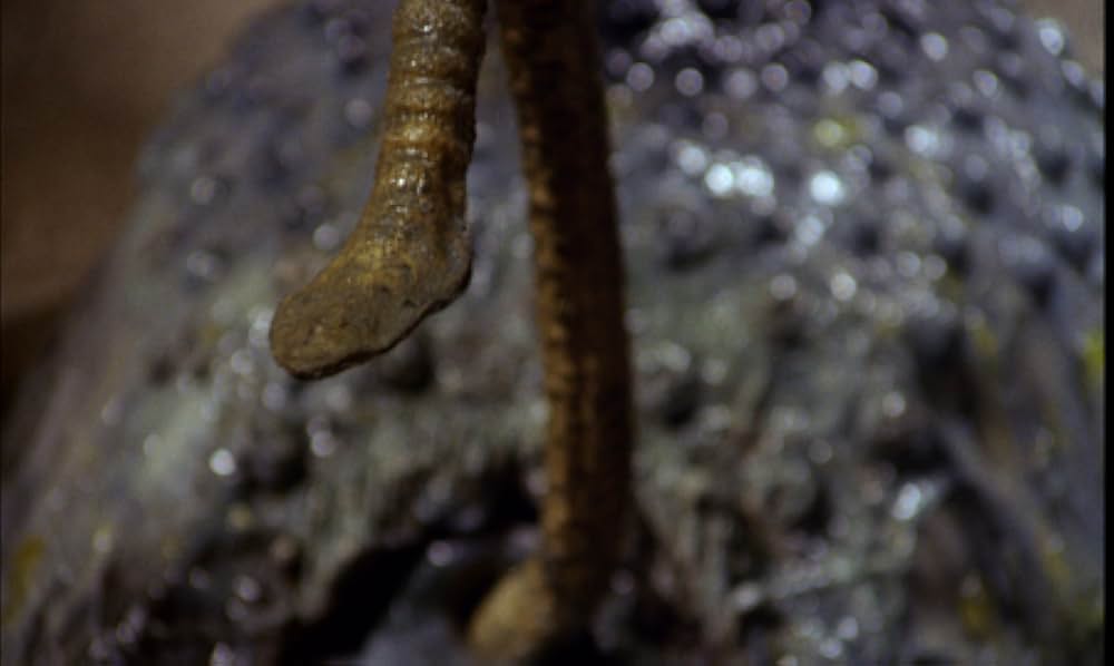 血に飢えた島の画像