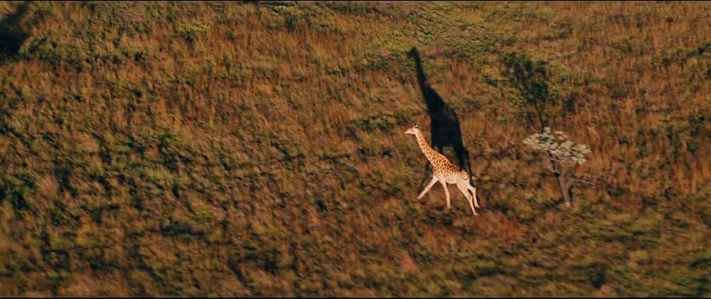 A United Kingdom（原題）の画像