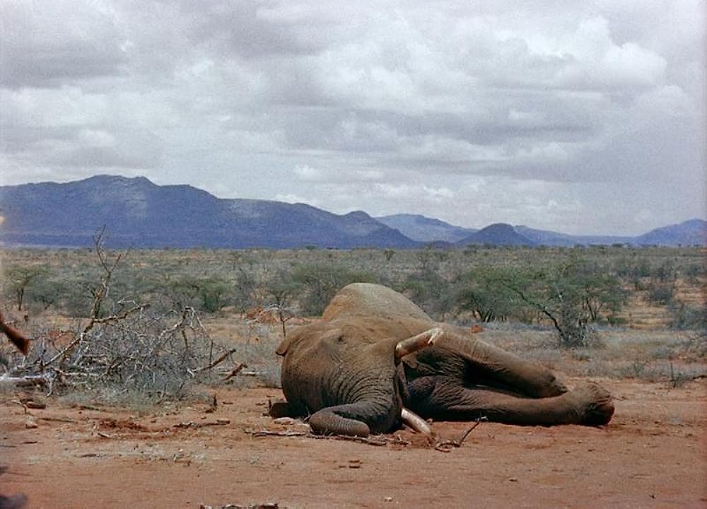 キング・ソロモンの画像