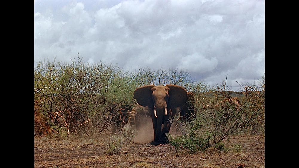 キング・ソロモンの画像