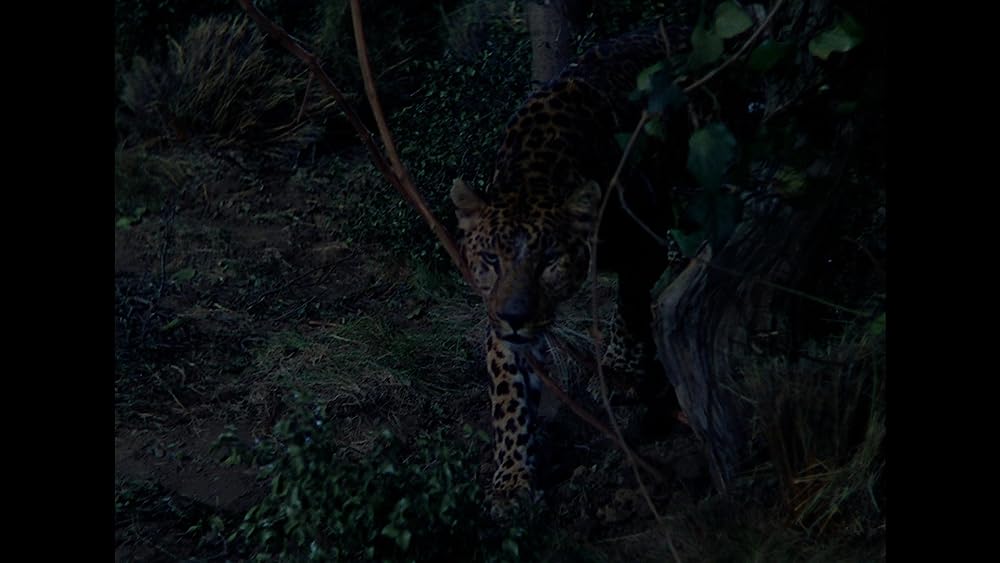 キング・ソロモンの画像