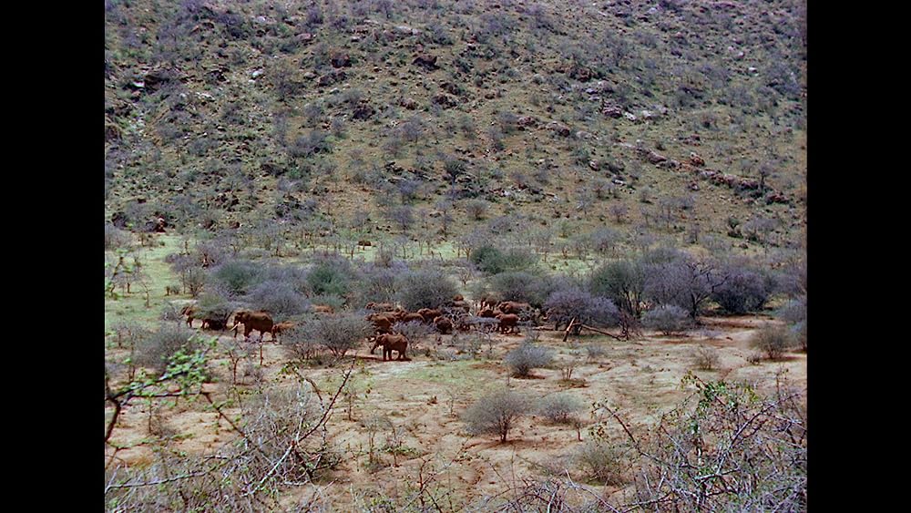 キング・ソロモンの画像