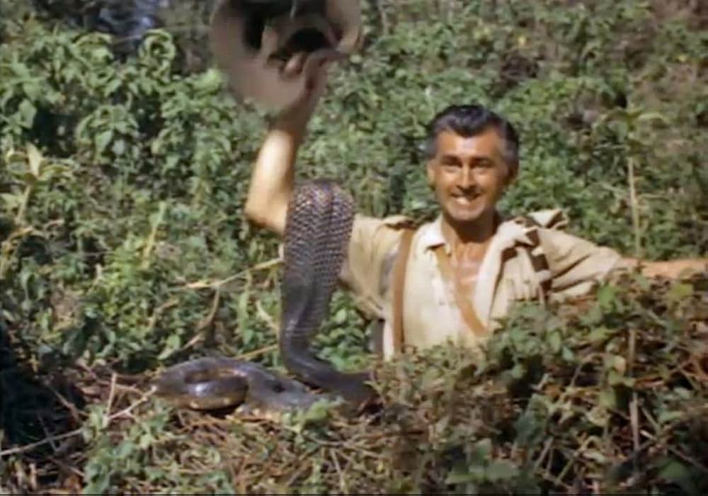 キング・ソロモンの画像