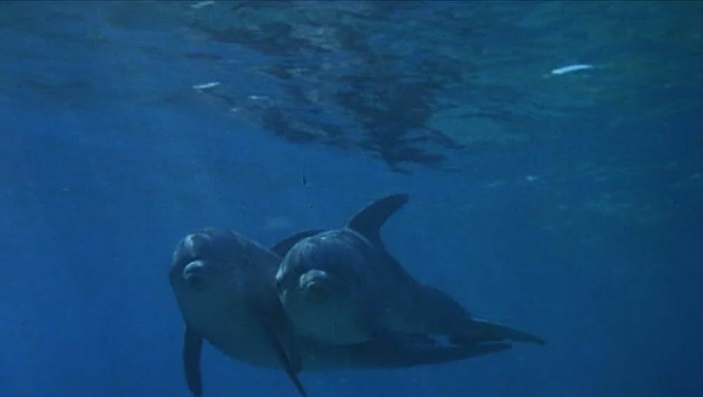 海軍てんやわんや騒動記の画像