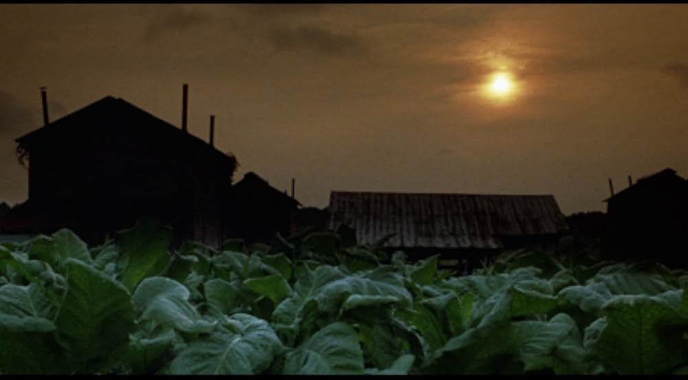 真夏の情事の画像