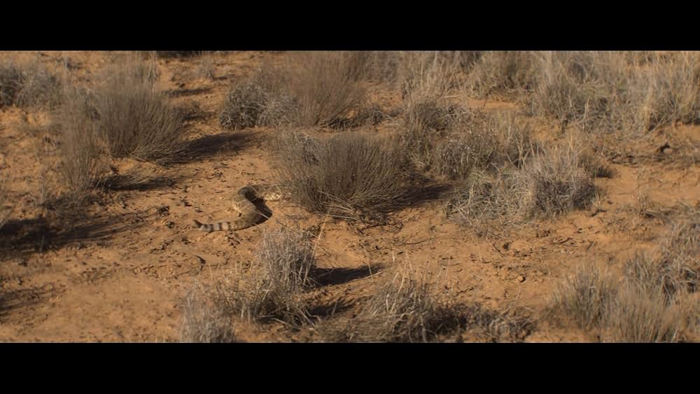 ラトルスネークの画像