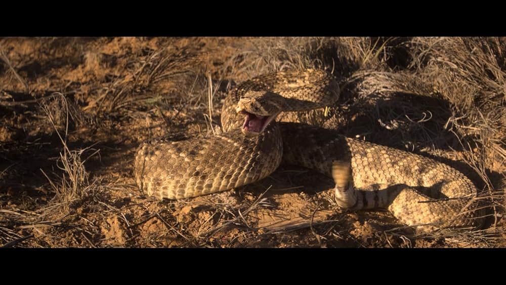 ラトルスネークの画像