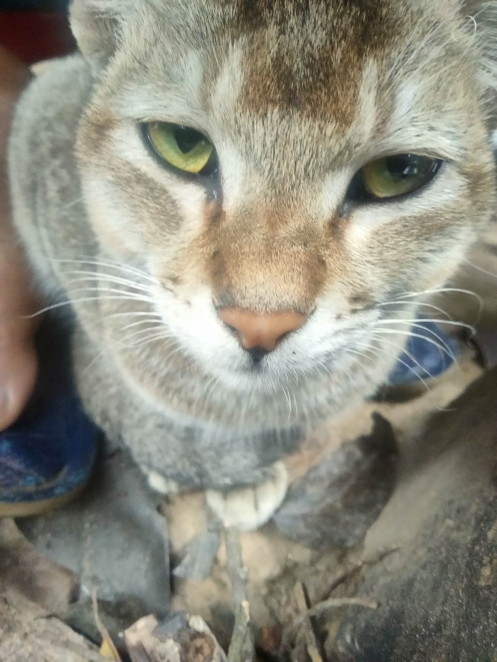 If You Were the Last（原題）の画像