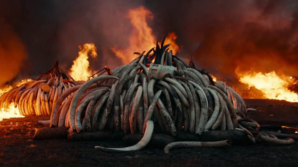 Anthropocene: The Human Epoch（原題）の画像