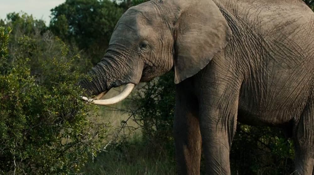 Anthropocene: The Human Epoch（原題）の画像