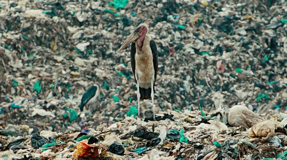 Anthropocene: The Human Epoch（原題）の画像