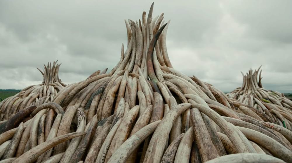 Anthropocene: The Human Epoch（原題）の画像