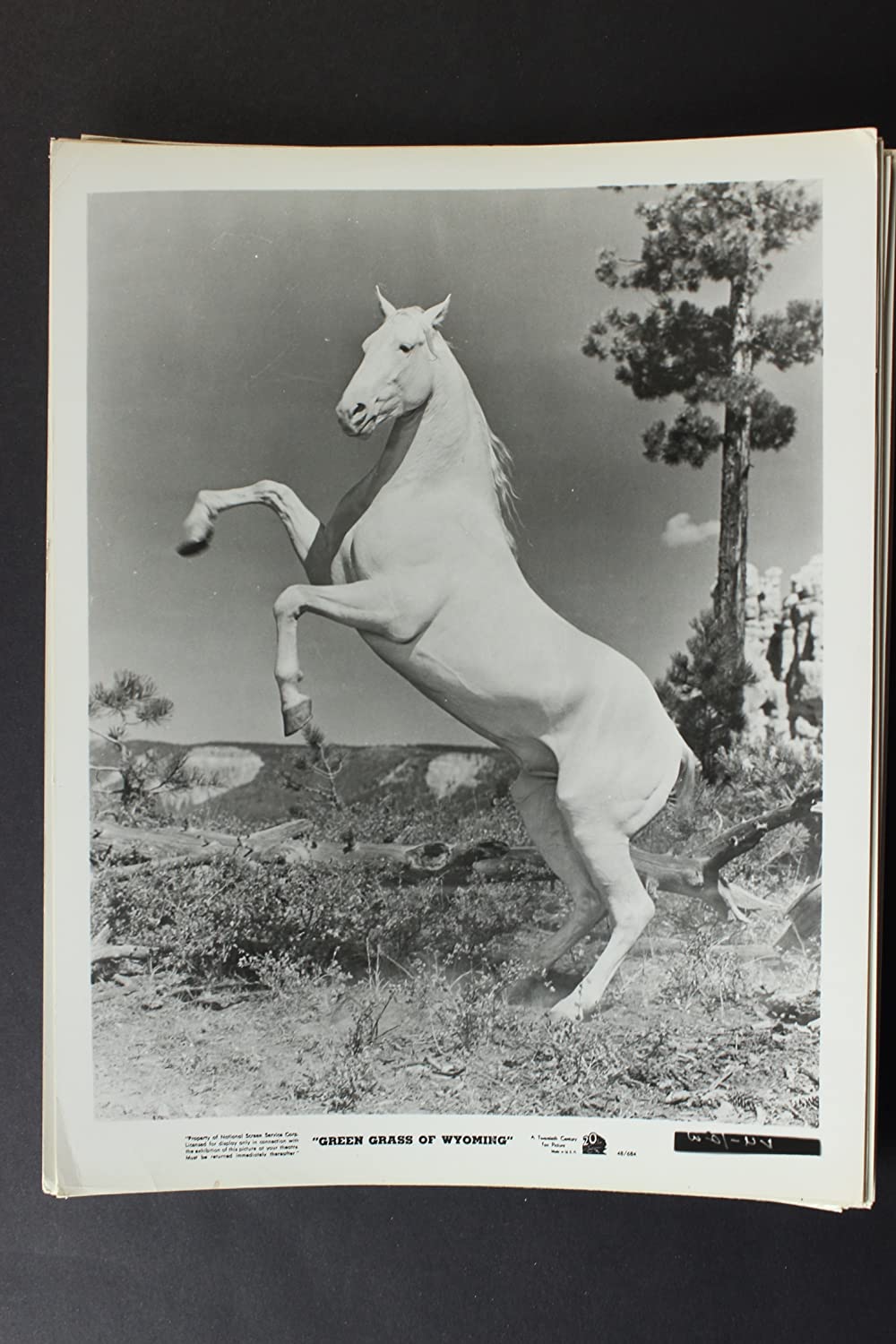 ワイオミングの緑草の画像