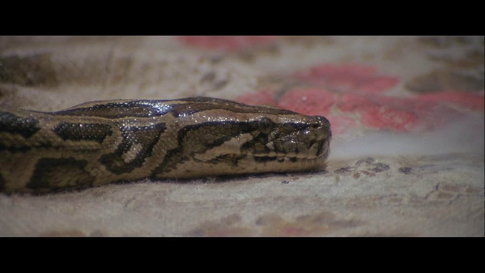 エロチック・スネーク・ストーリーの画像