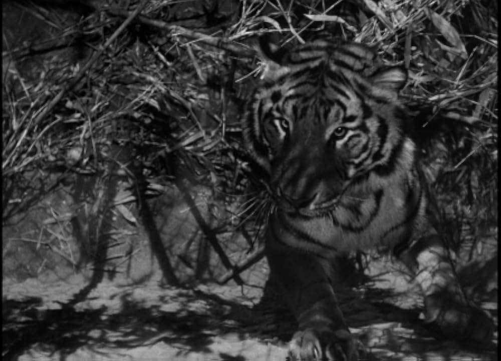 クマオンの人喰虎の画像