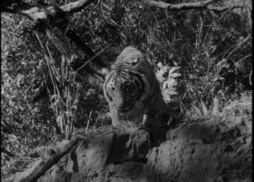 クマオンの人喰虎の画像