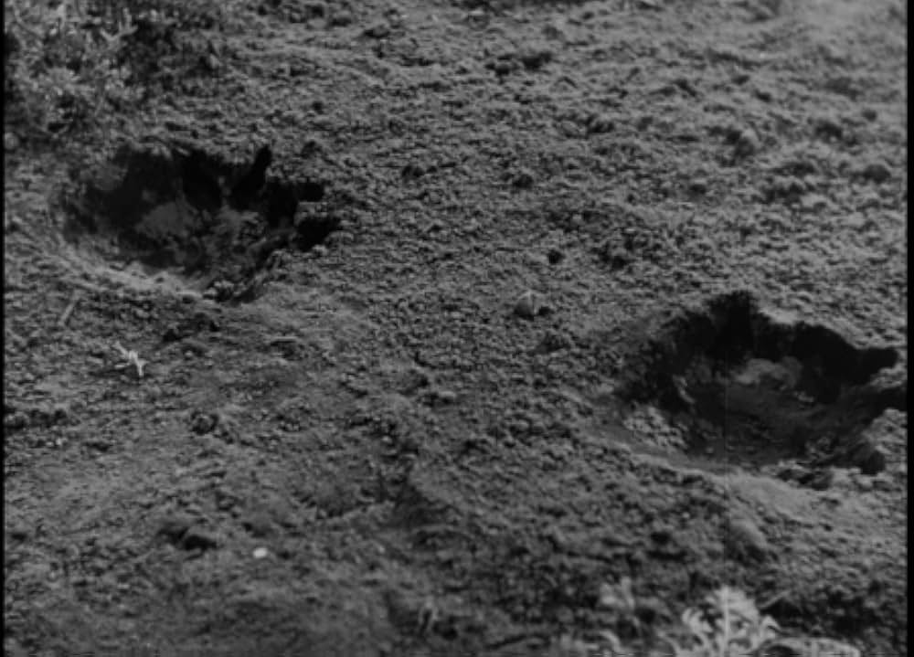 クマオンの人喰虎の画像