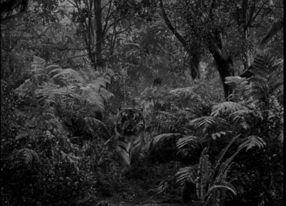 クマオンの人喰虎の画像