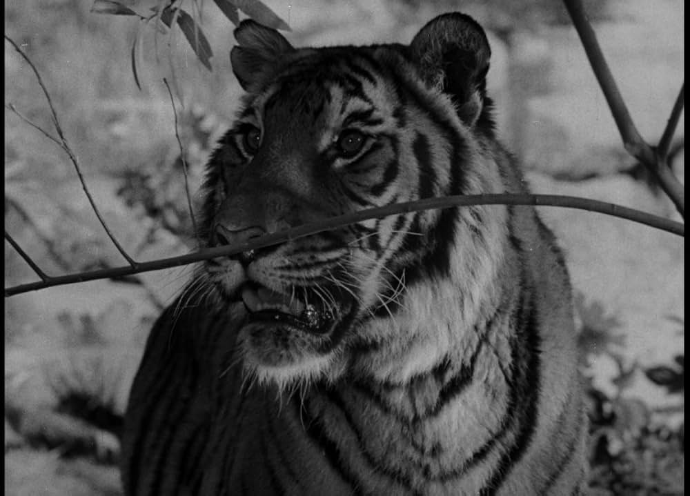 クマオンの人喰虎の画像