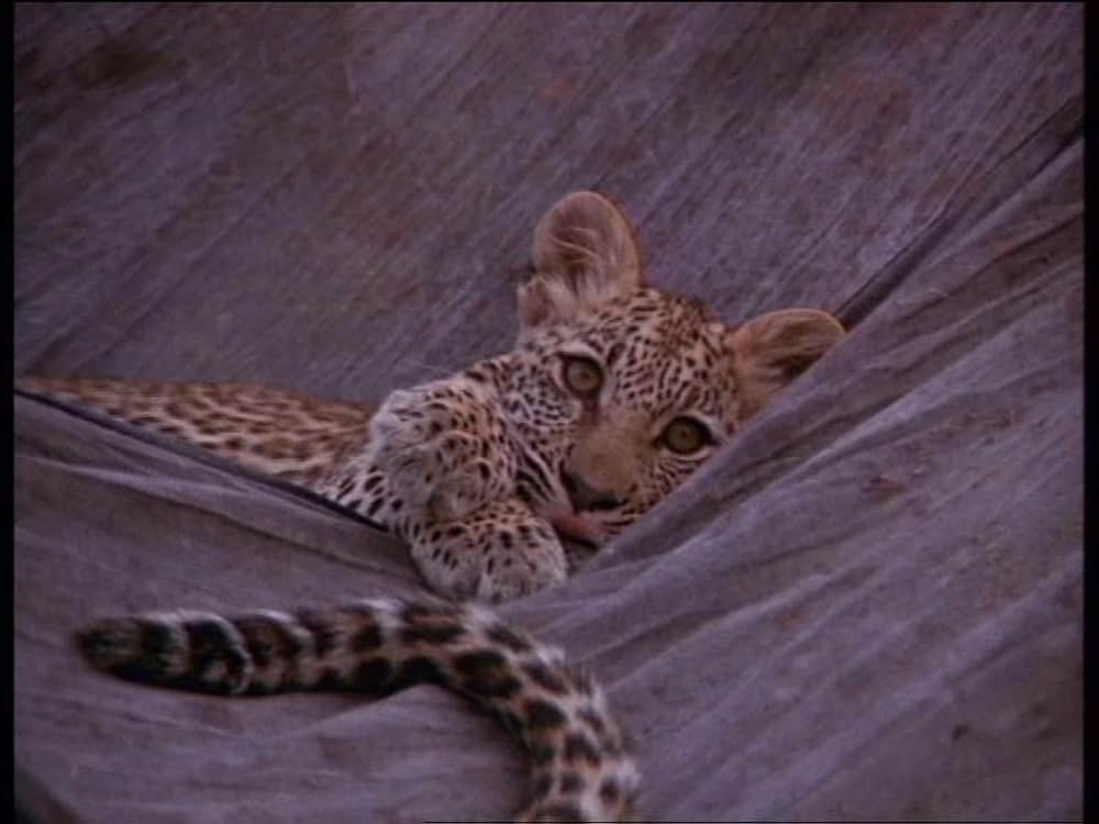 ボーン・ワイルド／サバンナに生きての画像