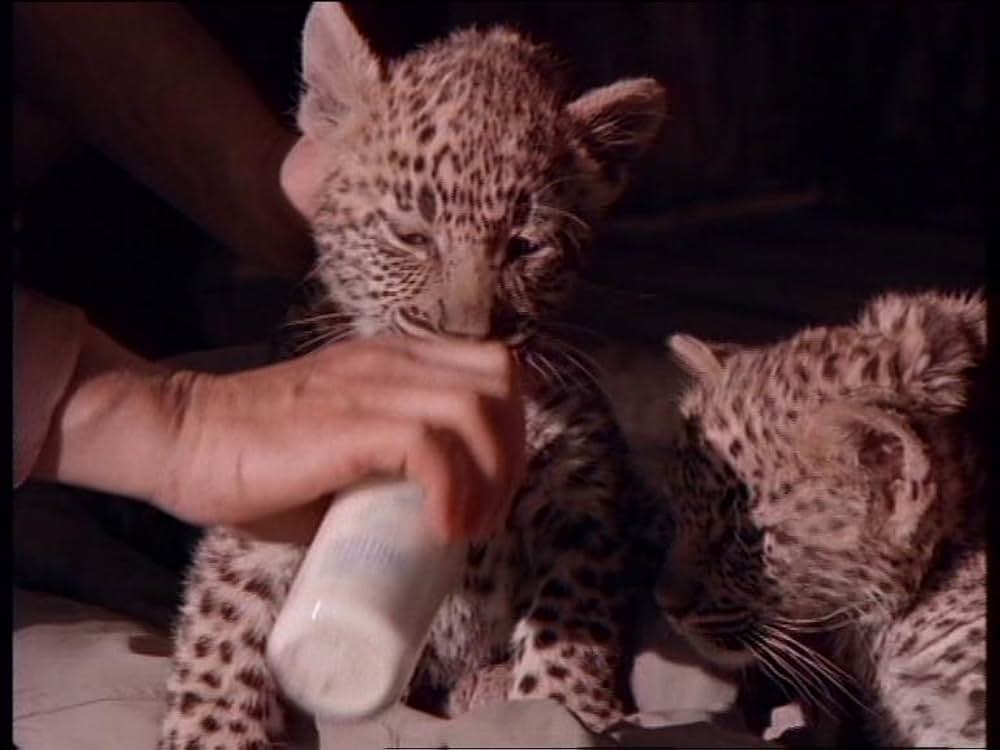 ボーン・ワイルド／サバンナに生きての画像