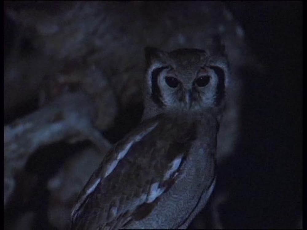 ボーン・ワイルド／サバンナに生きての画像