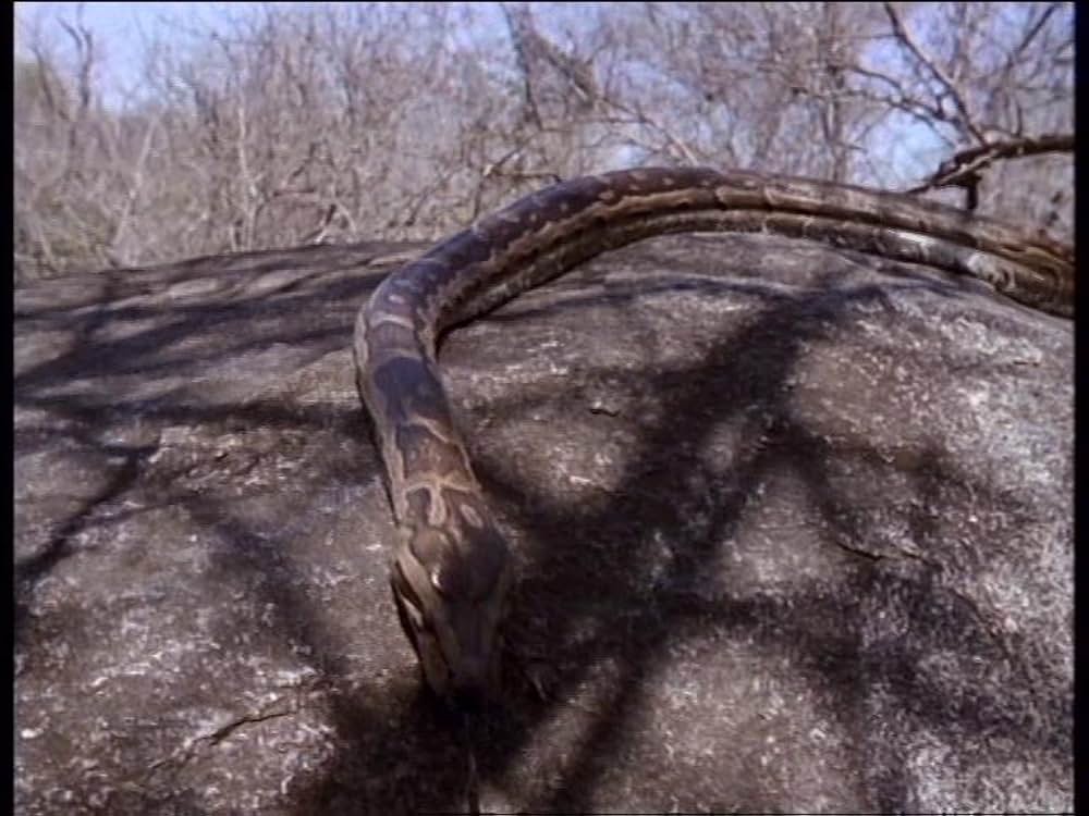 ボーン・ワイルド／サバンナに生きての画像