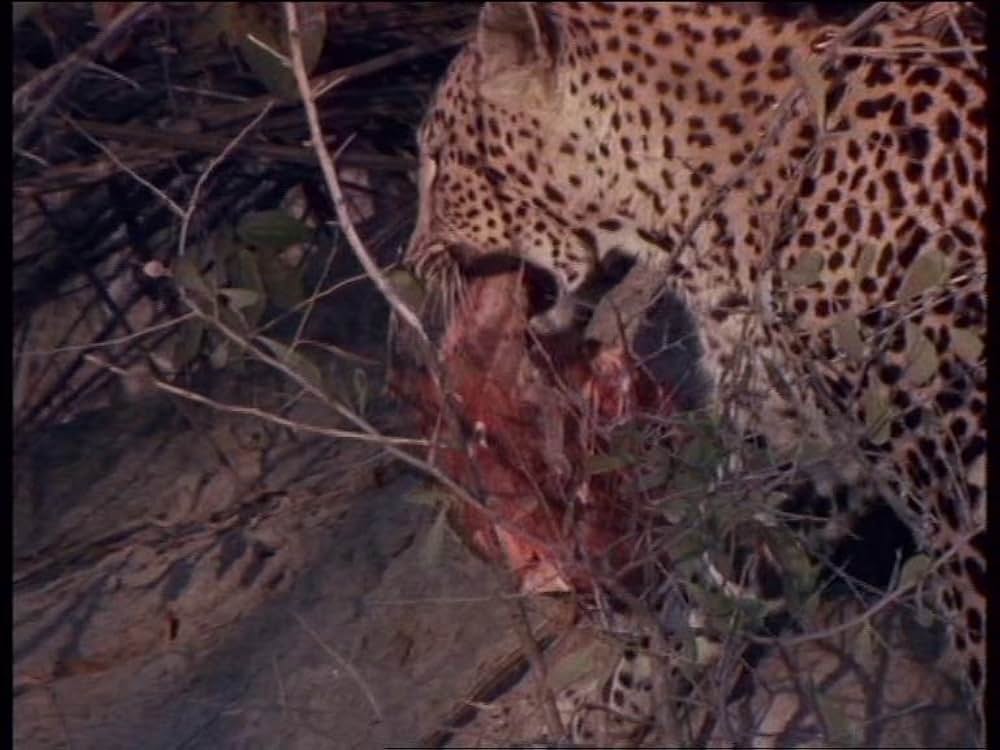 ボーン・ワイルド／サバンナに生きての画像