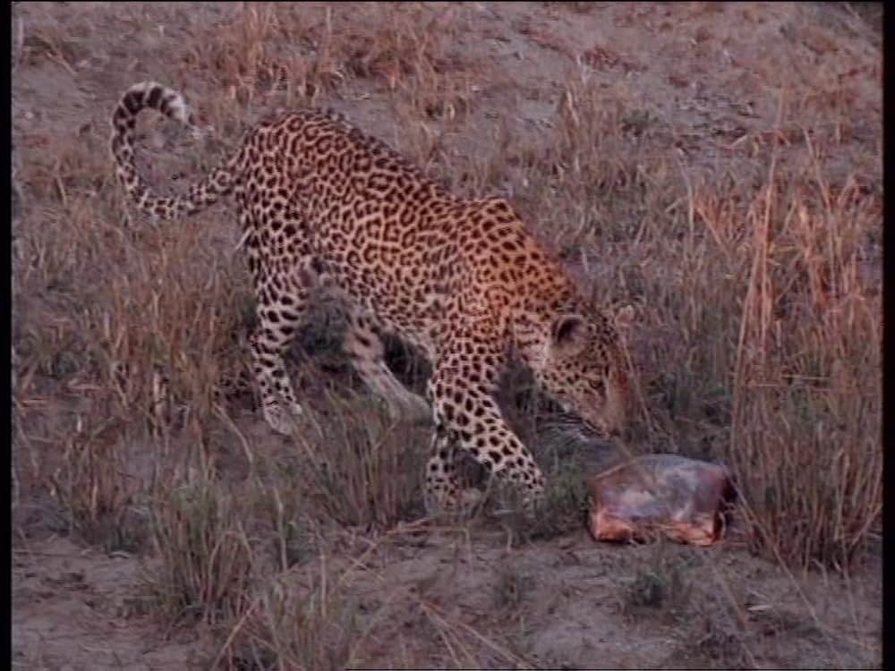 ボーン・ワイルド／サバンナに生きての画像