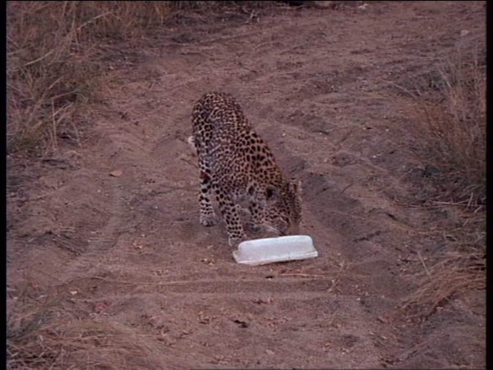 ボーン・ワイルド／サバンナに生きての画像