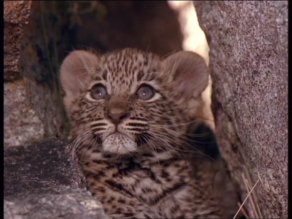 ボーン・ワイルド／サバンナに生きての画像