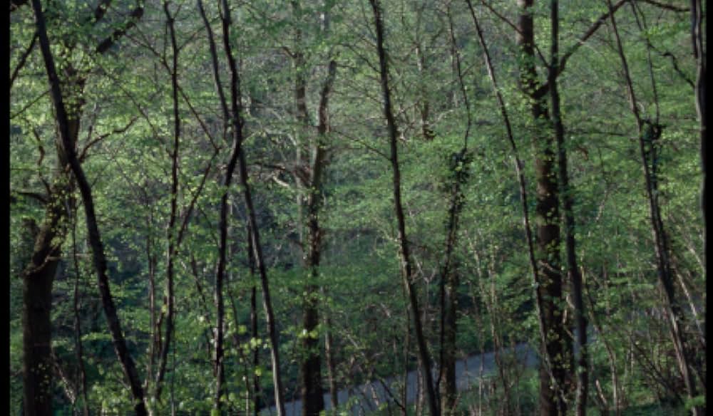 バクスター、ヴェラ・バクスターの画像