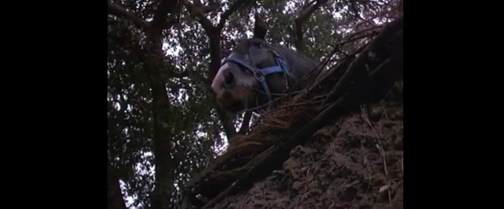 パーティ・キャンプの画像