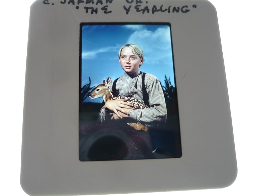 仔鹿物語の画像