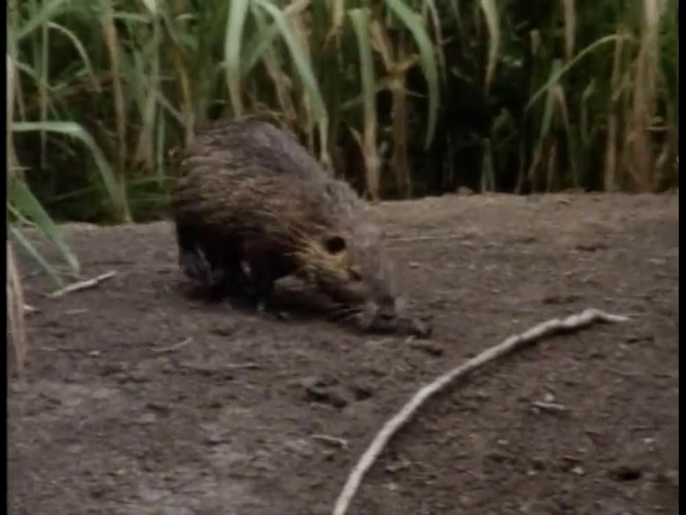 新ジャングル・クイーンの画像