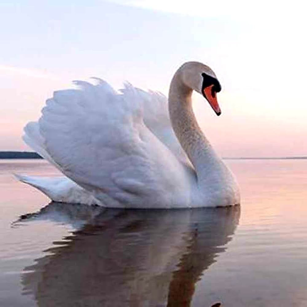 デスティニー／愛は果てしなくの画像