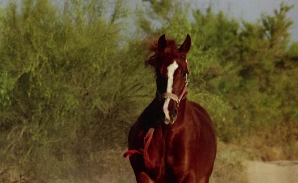 ビッグ・ファイターの画像