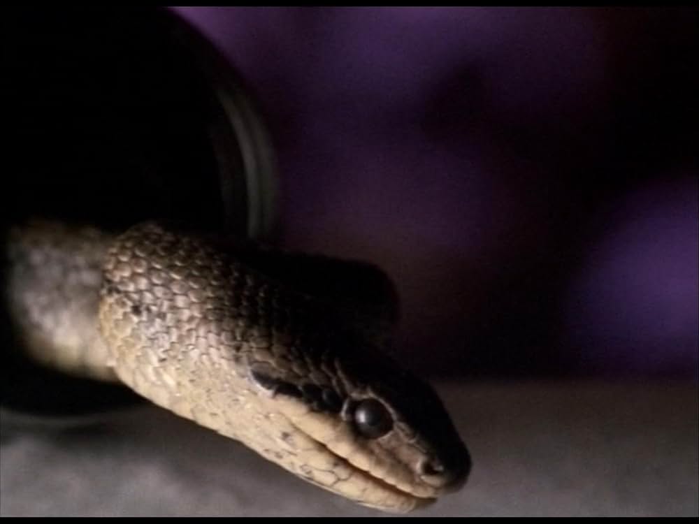 フェアーゲームの画像