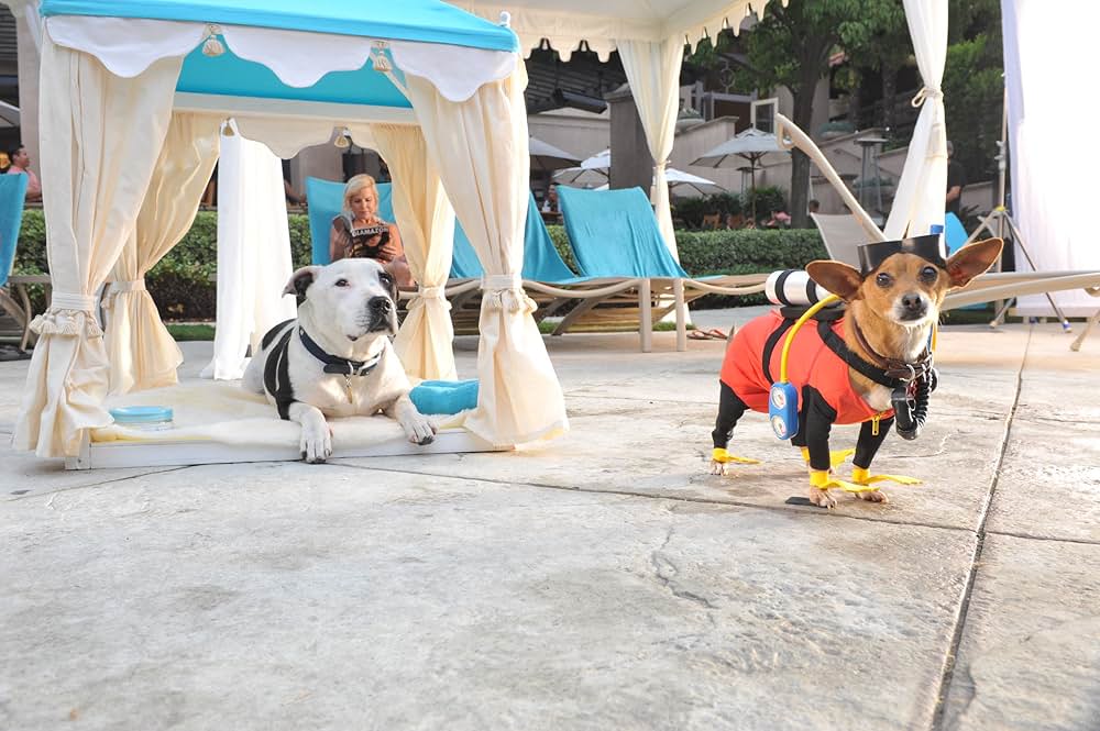 ビバリーヒルズ・チワワ3の画像