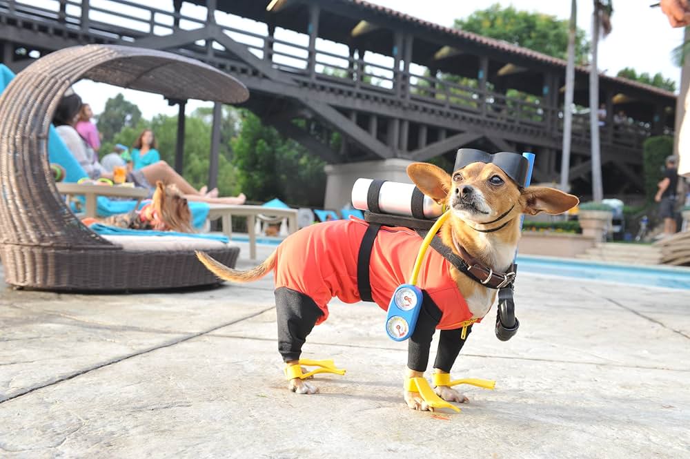 ビバリーヒルズ・チワワ3の画像