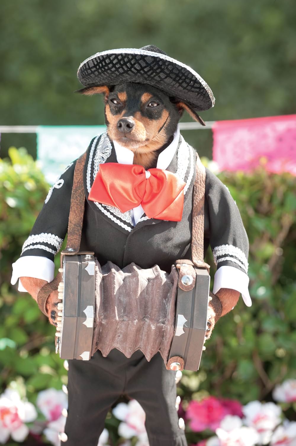 ビバリーヒルズ・チワワ3の画像