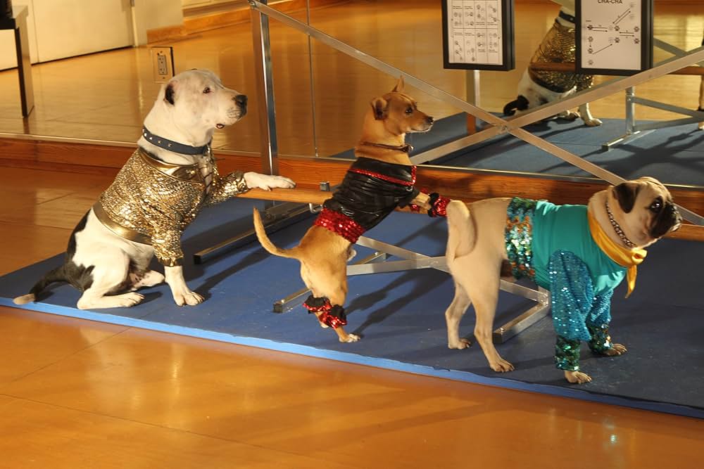 ビバリーヒルズ・チワワ3の画像