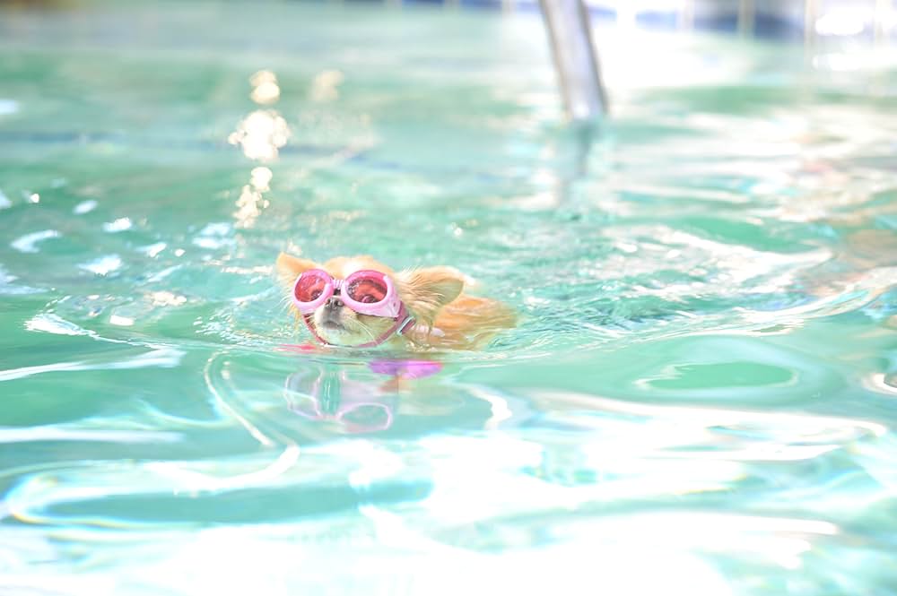 ビバリーヒルズ・チワワ3の画像