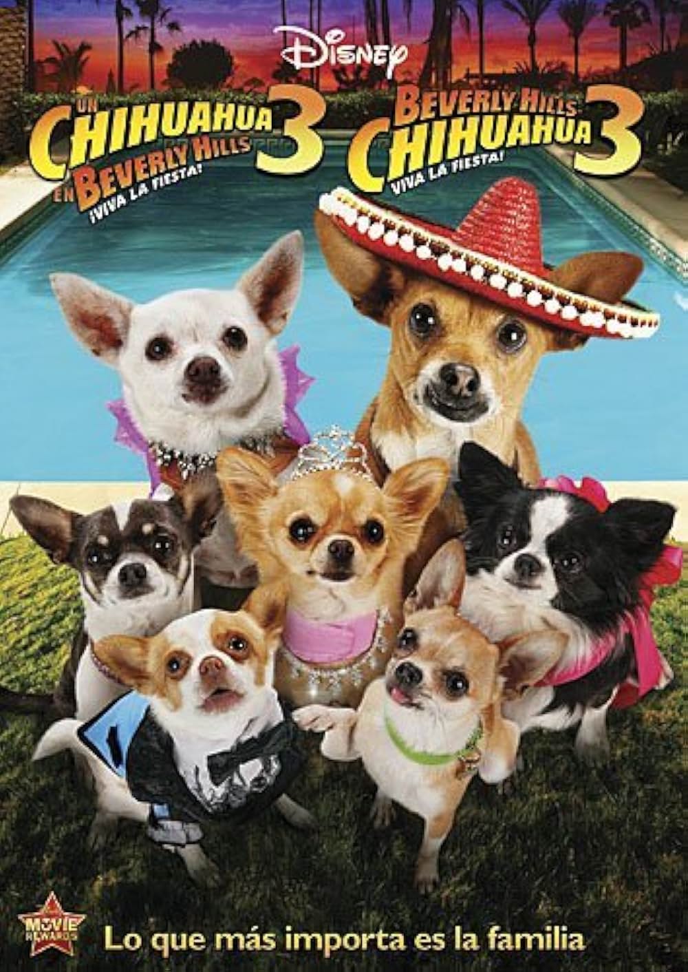 ビバリーヒルズ・チワワ3の画像