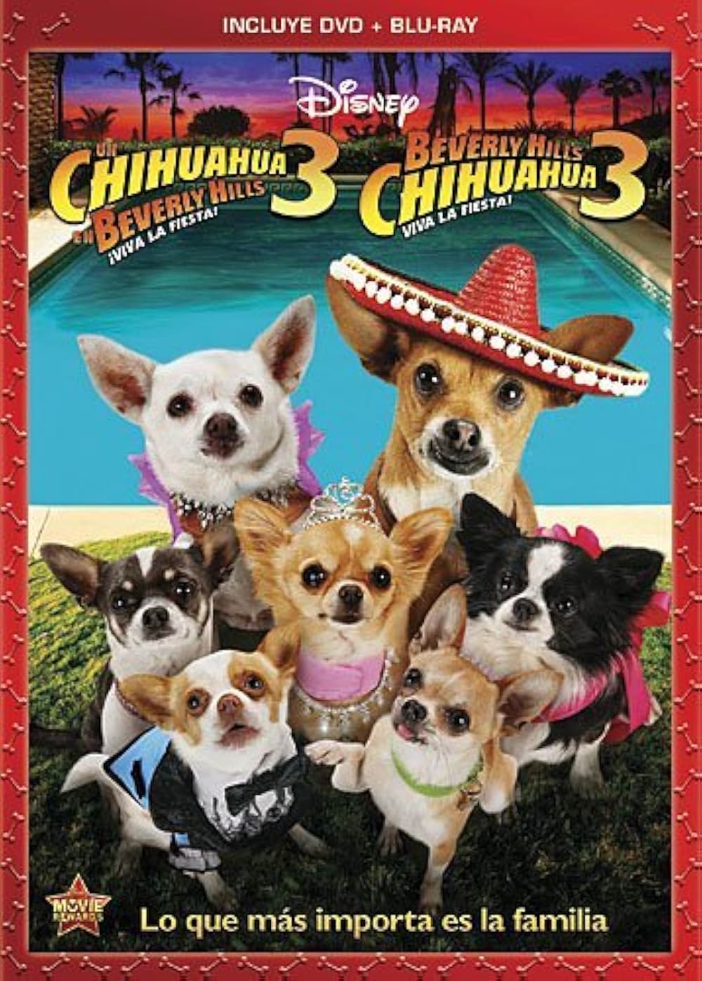 ビバリーヒルズ・チワワ3の画像