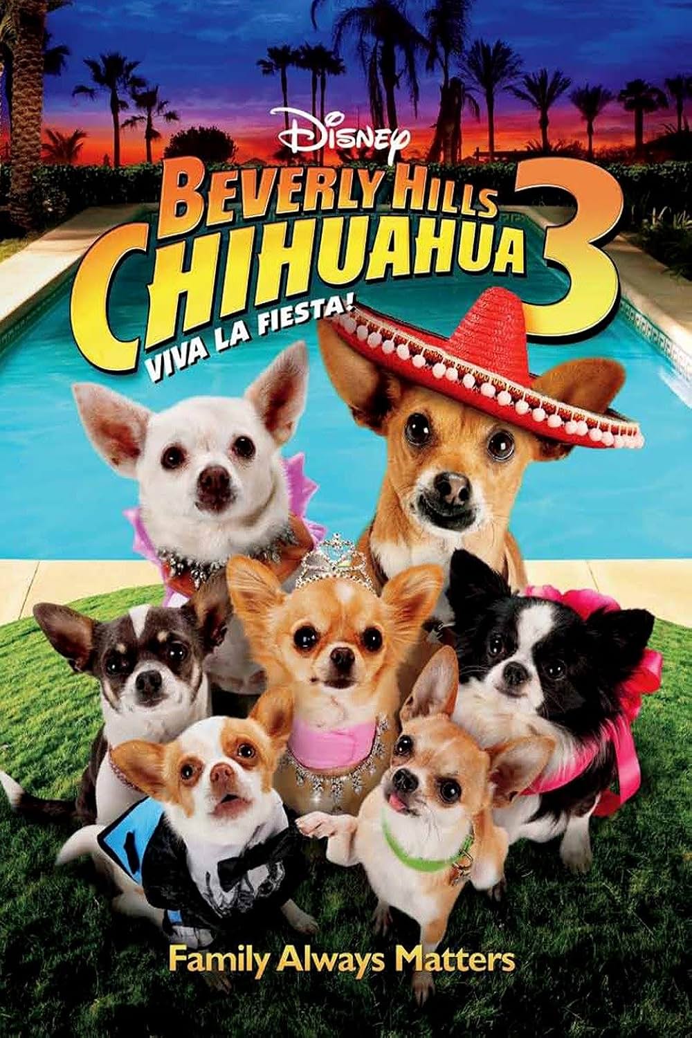 ビバリーヒルズ・チワワ3の画像