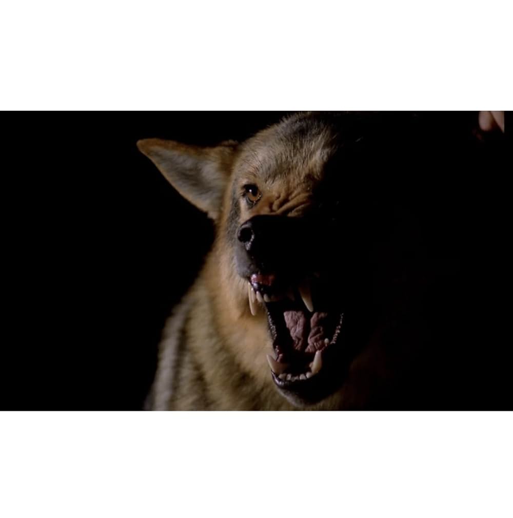 護衛犬都市の画像