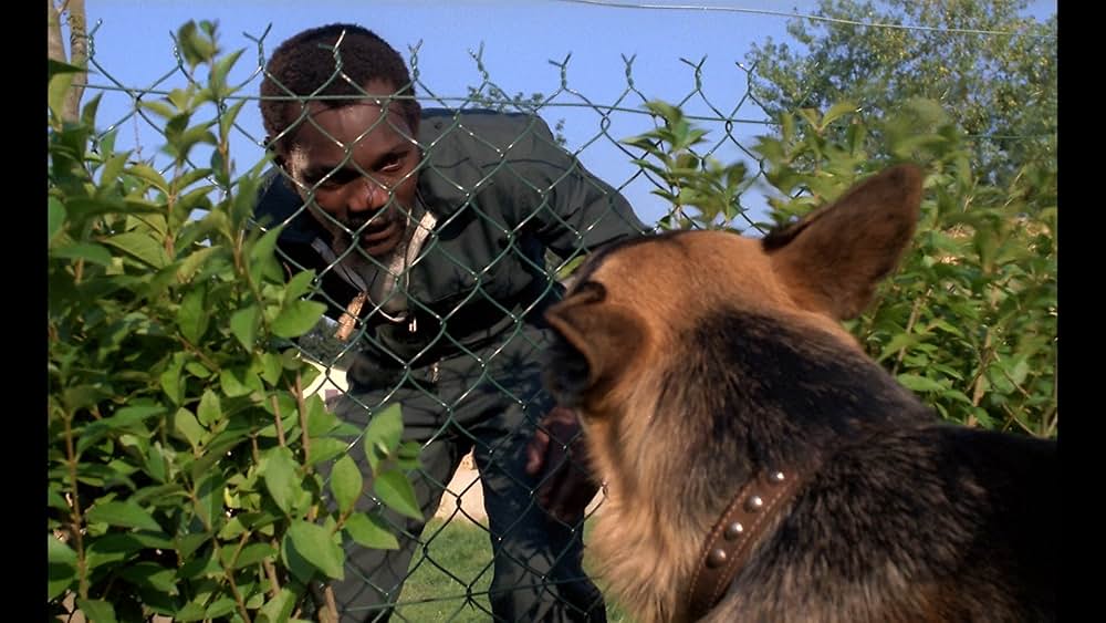 護衛犬都市の画像