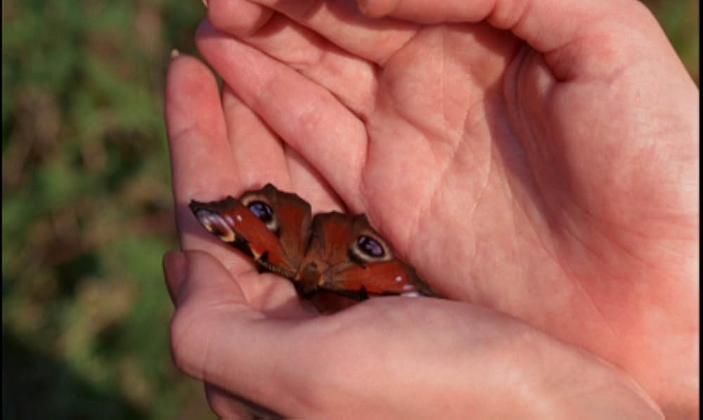 吸血蛾クレアの画像